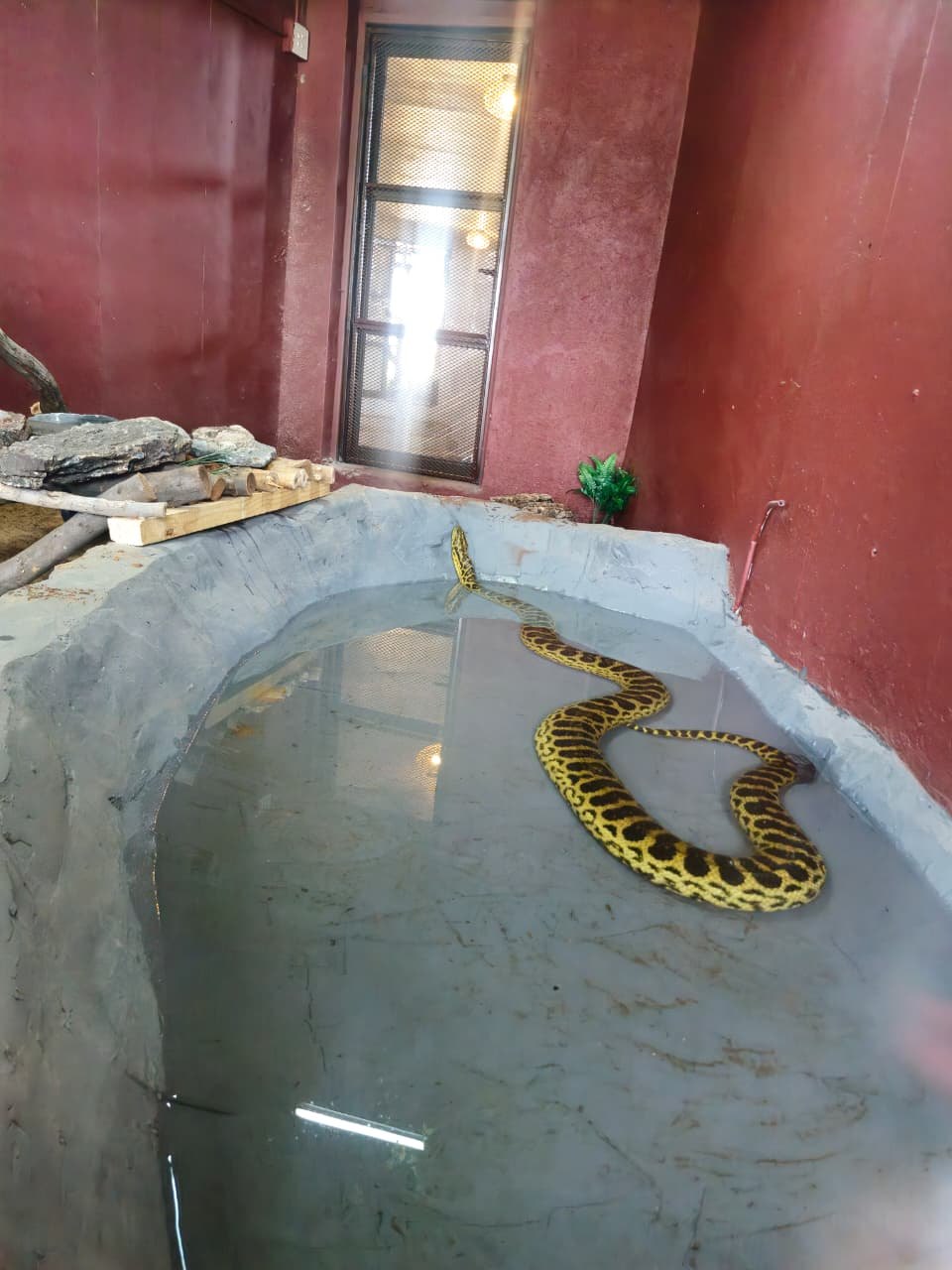 Yellow anaconda in its pool