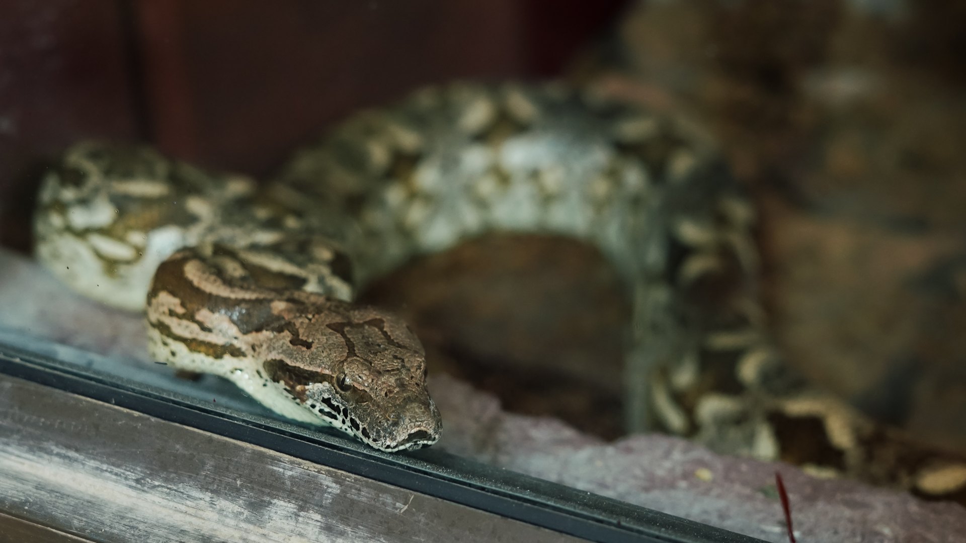 Python in its enclosure
