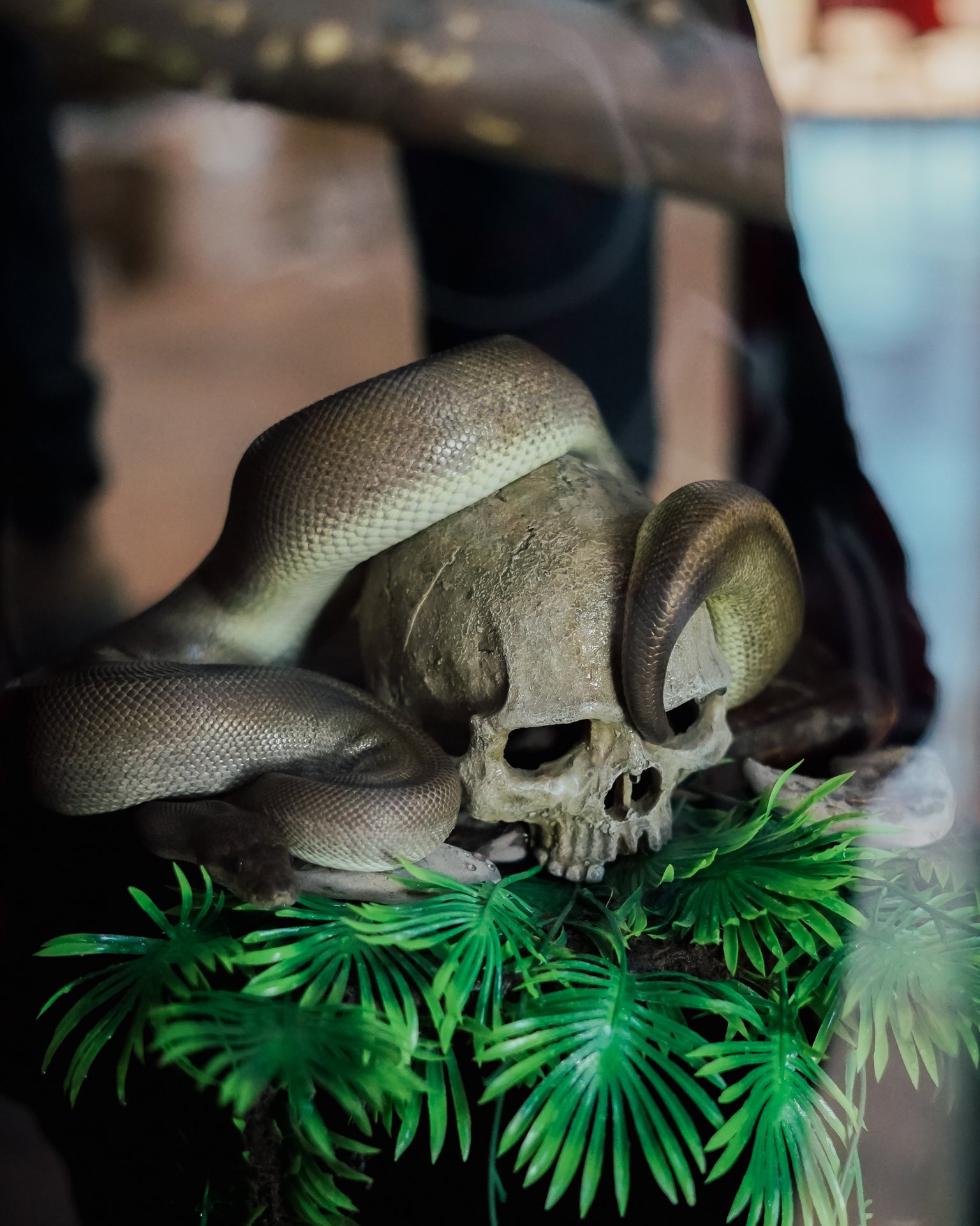 Python resting on a skull prop in its enclosure