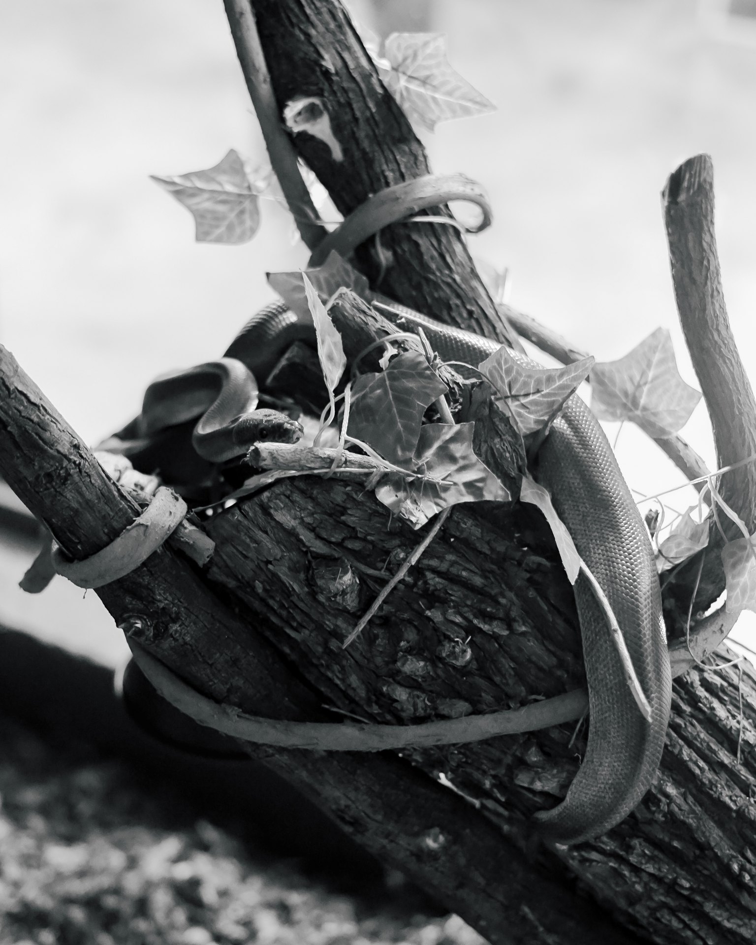 Snake coiled on a branch